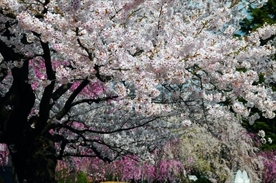 1024_水沢公園_岩手