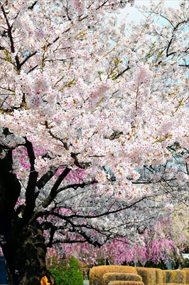 1025_水沢公園_岩手