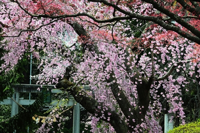 陸中一宮駒形神社_岩手