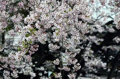 1029_陸中一宮駒形神社_岩手