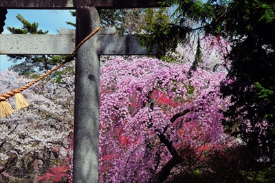 1032_陸中一宮駒形神社_岩手