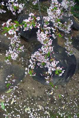 1045_日本のさくら（素材）_日本