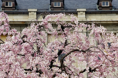 1038_山形県郷土館文翔館_山形
