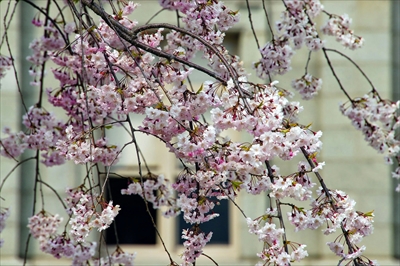 1039_山形県郷土館文翔館_山形