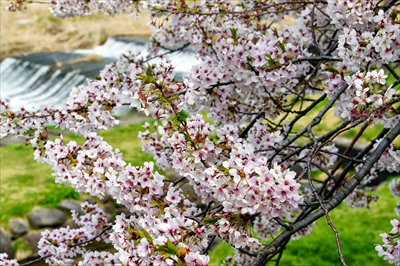 1083_馬見ヶ崎さくらライン_山形