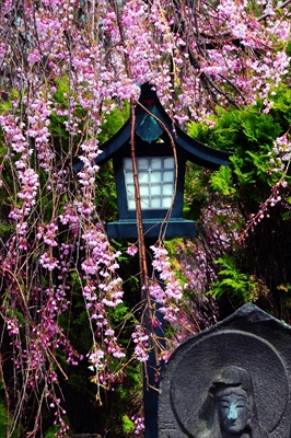 1397_弘前市最勝院_青森