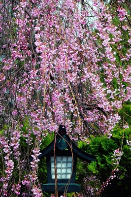 1398_弘前市最勝院_青森