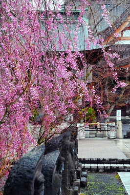 1399_弘前市最勝院_青森
