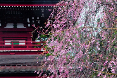 弘前市最勝院_青森