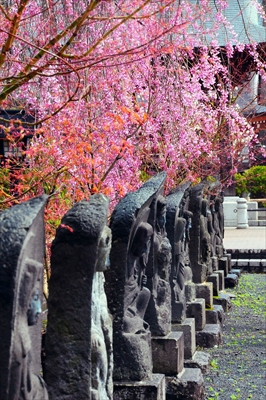 1066_弘前市最勝院_青森