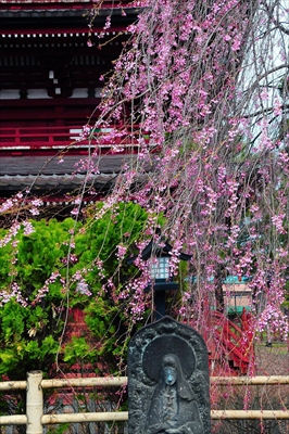 1068_弘前市最勝院_青森