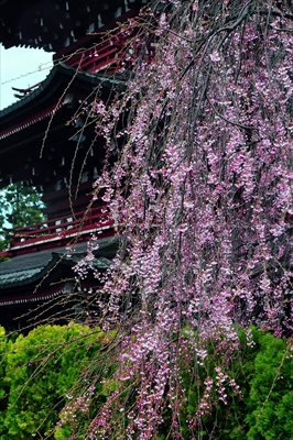 1069_弘前市最勝院_青森