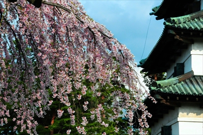 1026_弘前公園_青森