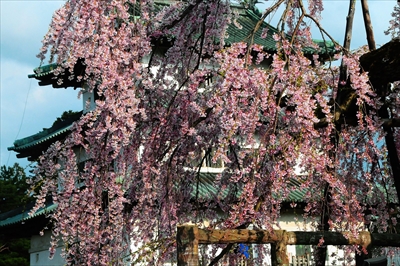 1027_弘前公園_青森