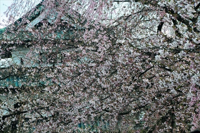 1028_弘前公園_青森