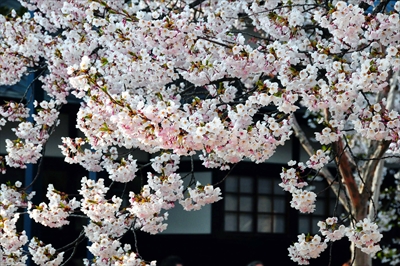 1031_弘前公園_青森