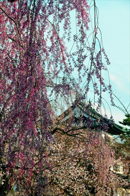 1032_弘前公園_青森