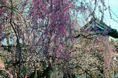 1034_弘前公園_青森