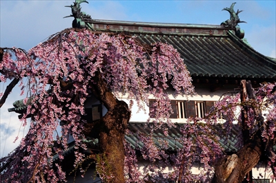 1036_弘前公園_青森