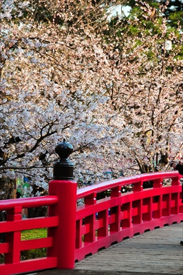 1038_弘前公園_青森