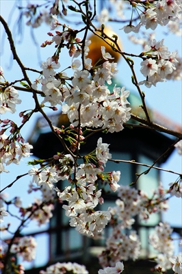 1081_千鳥ヶ淵_東京