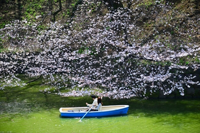 千鳥ヶ淵_東京