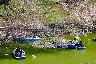 1083_千鳥ヶ淵_東京
