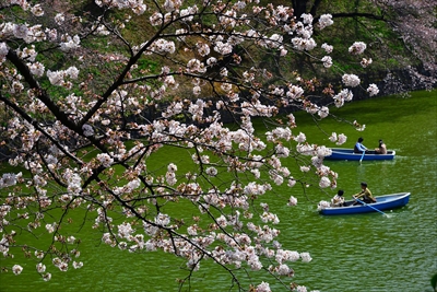 1084_千鳥ヶ淵_東京