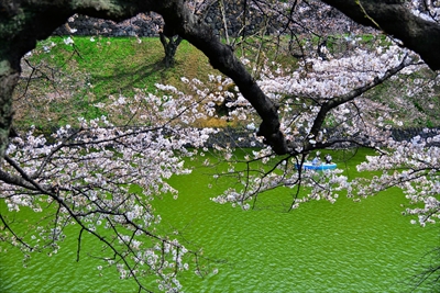 1085_千鳥ヶ淵_東京