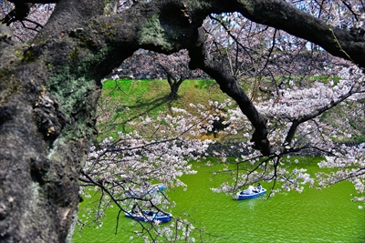 1086_千鳥ヶ淵_東京