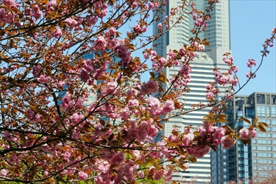 1048_なとみらい_神奈川