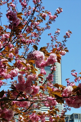 1049_なとみらい_神奈川