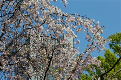 1051_なとみらい_神奈川