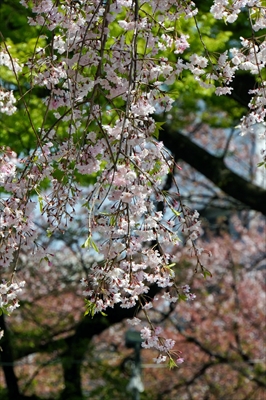 1052_なとみらい_神奈川