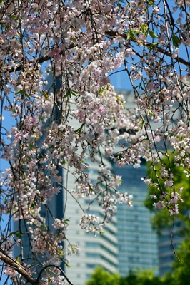 1053_なとみらい_神奈川