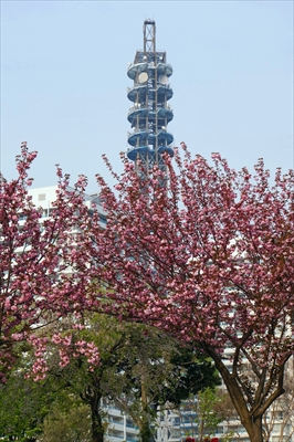 1057_なとみらい_神奈川