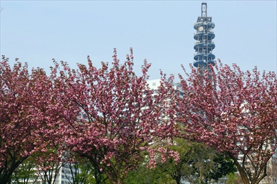 1059_なとみらい_神奈川