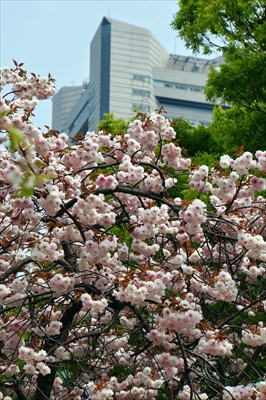 1062_なとみらい_神奈川