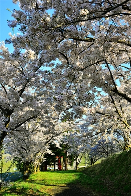 1384_平川市金屋上早稲田_青森