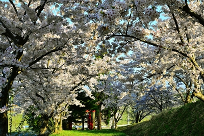 1385_平川市金屋上早稲田_青森