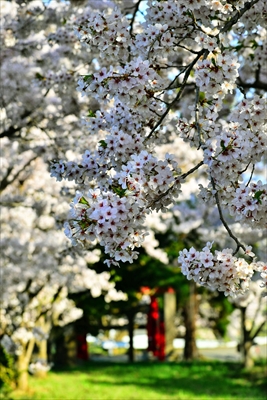 1386_平川市金屋上早稲田_青森
