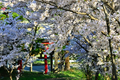 1387_平川市金屋上早稲田_青森