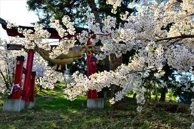 1388_平川市金屋上早稲田_青森