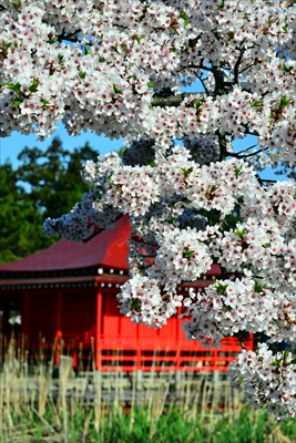 猿賀公園_青森