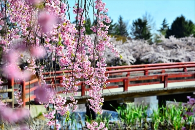 1034_猿賀公園_青森