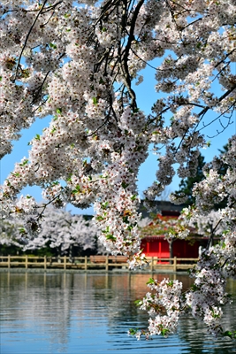 1038_猿賀公園_青森