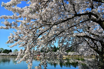 1039_猿賀公園_青森