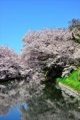 1040_弘前公園_青森