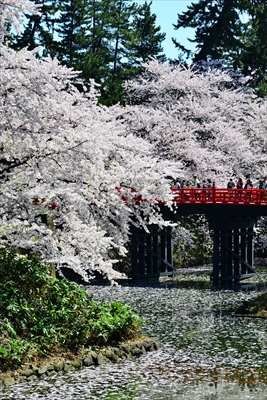 1041_弘前公園_青森