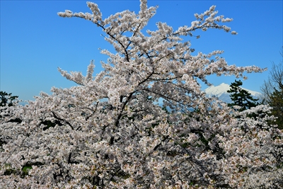 1045_弘前公園_青森